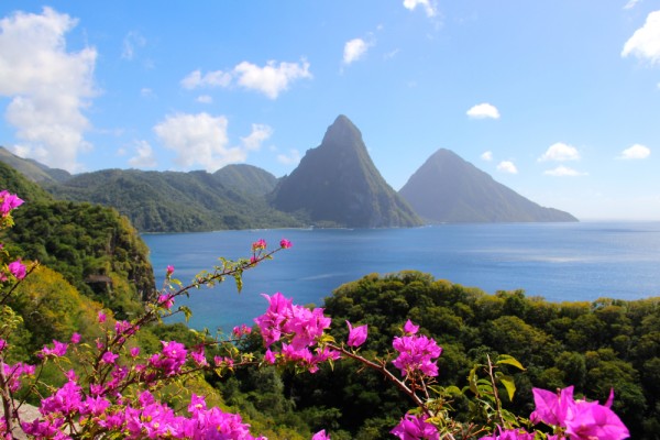 flowers in st lucia