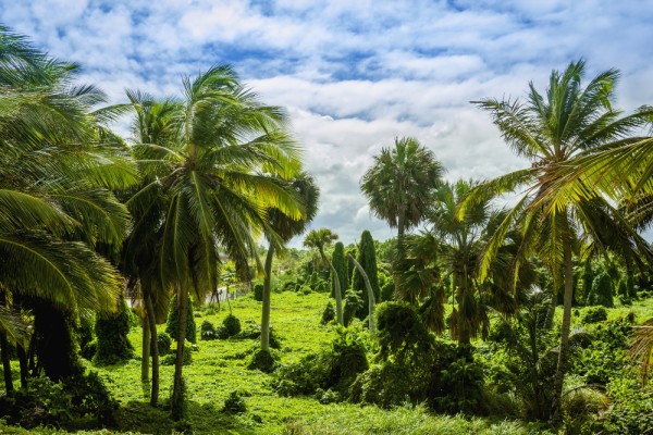 Caribbean jungle